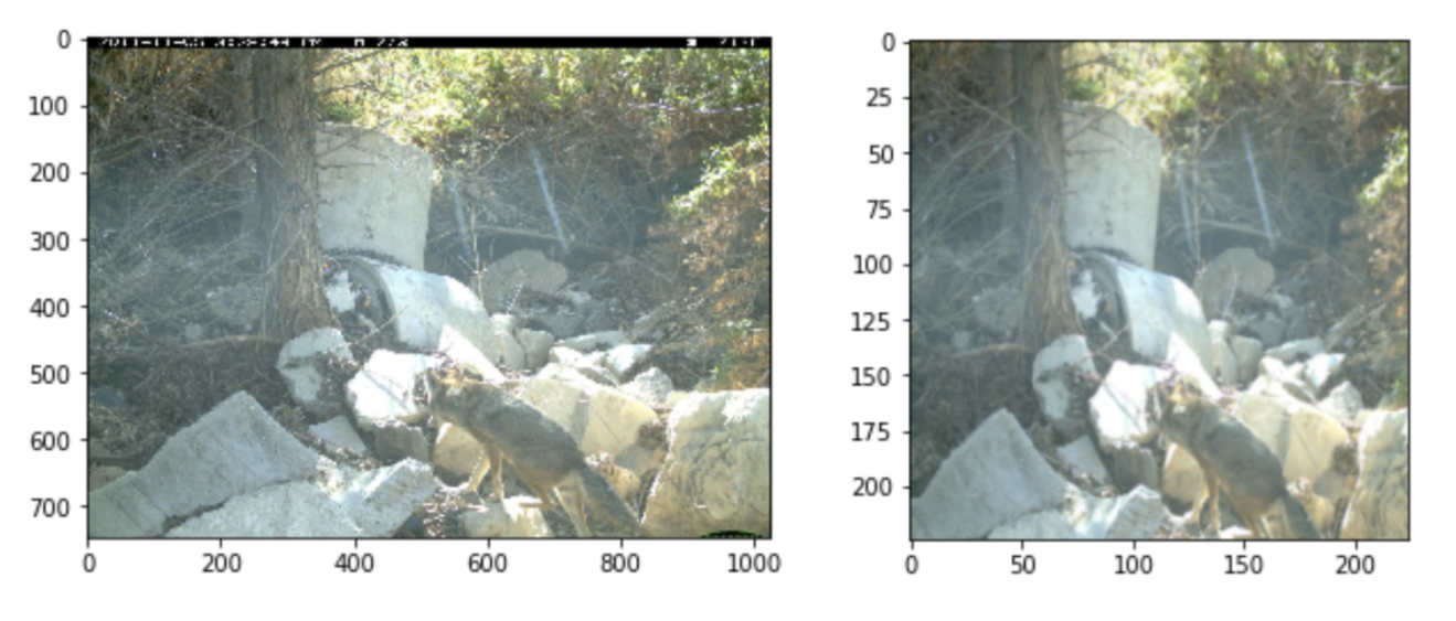 Left: a raw Wildcam image. Right: Having been cropped and scaled to the input dimensions required by ResNet18.
