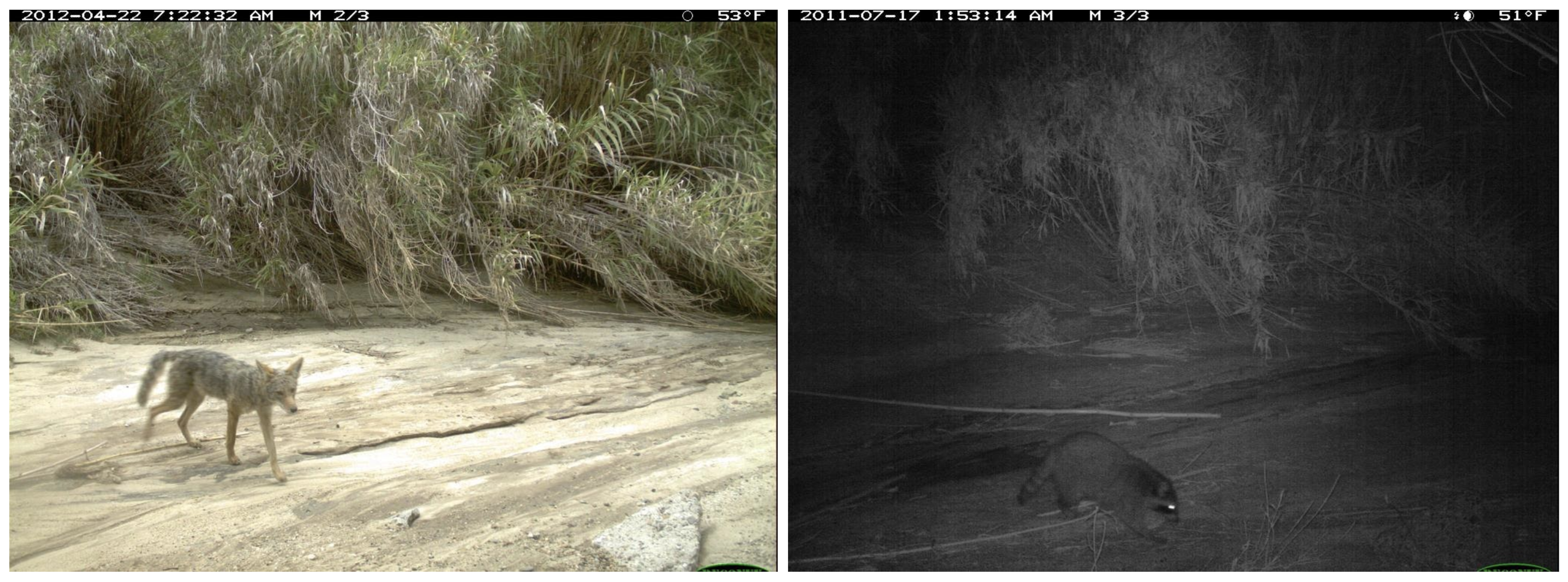 Left, a coyote in its natural environment. Right, a raccoon in the same location at night. Image credit: The iWildCam 2019 Challenge Dataset, used under the Community Data License Agreement.