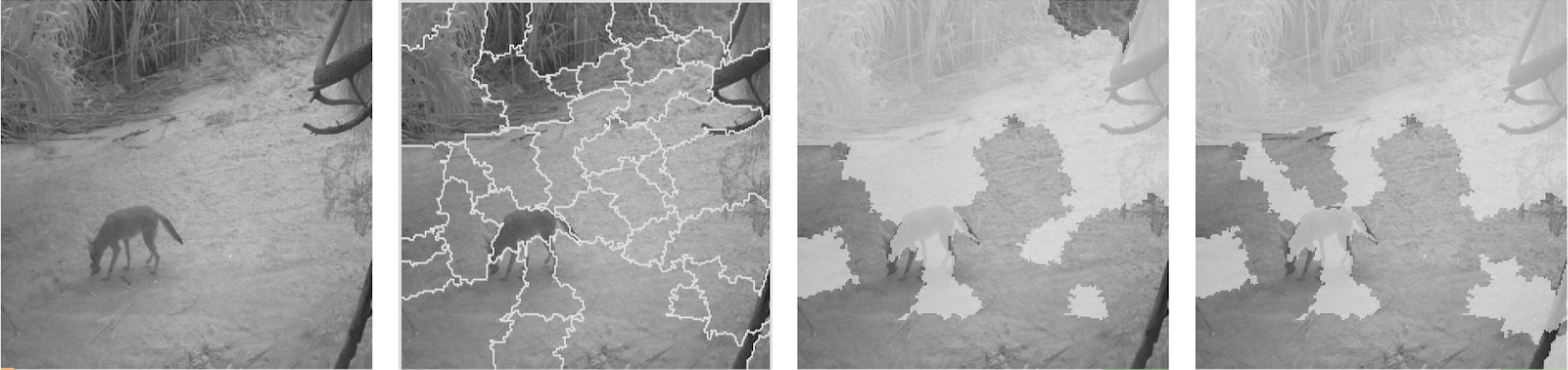 In this instance, both models seem to be relying on environmental features to predict Coyote.